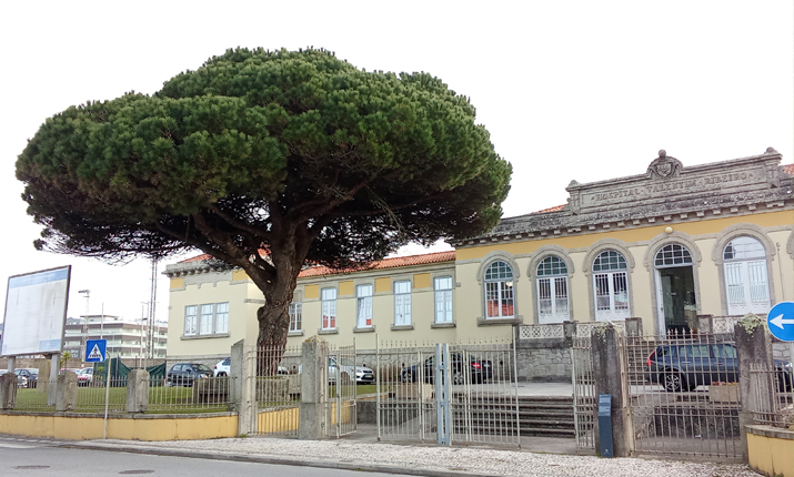 pinheiro manso do hospital de esposende 0
