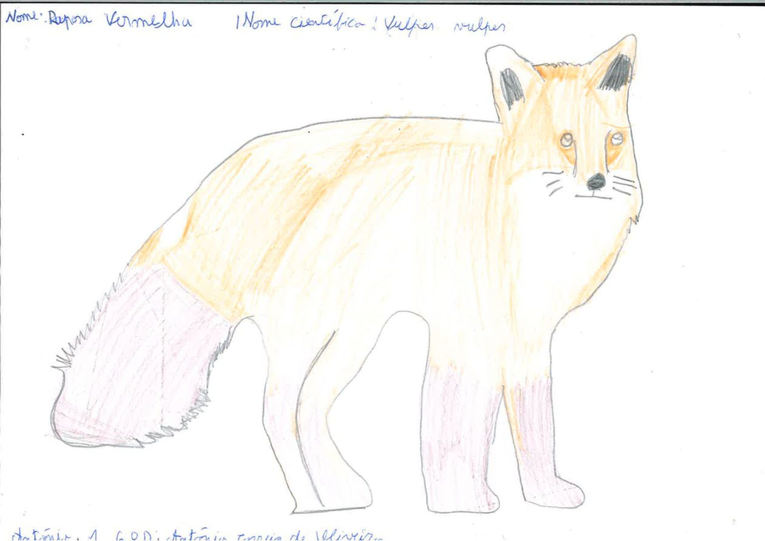 Trabalhos do #desafio14 sobre Dia Mundial da Vida Selvagem já se encontram disponíveis 4 Antonio Costa EBACO 5D rotated