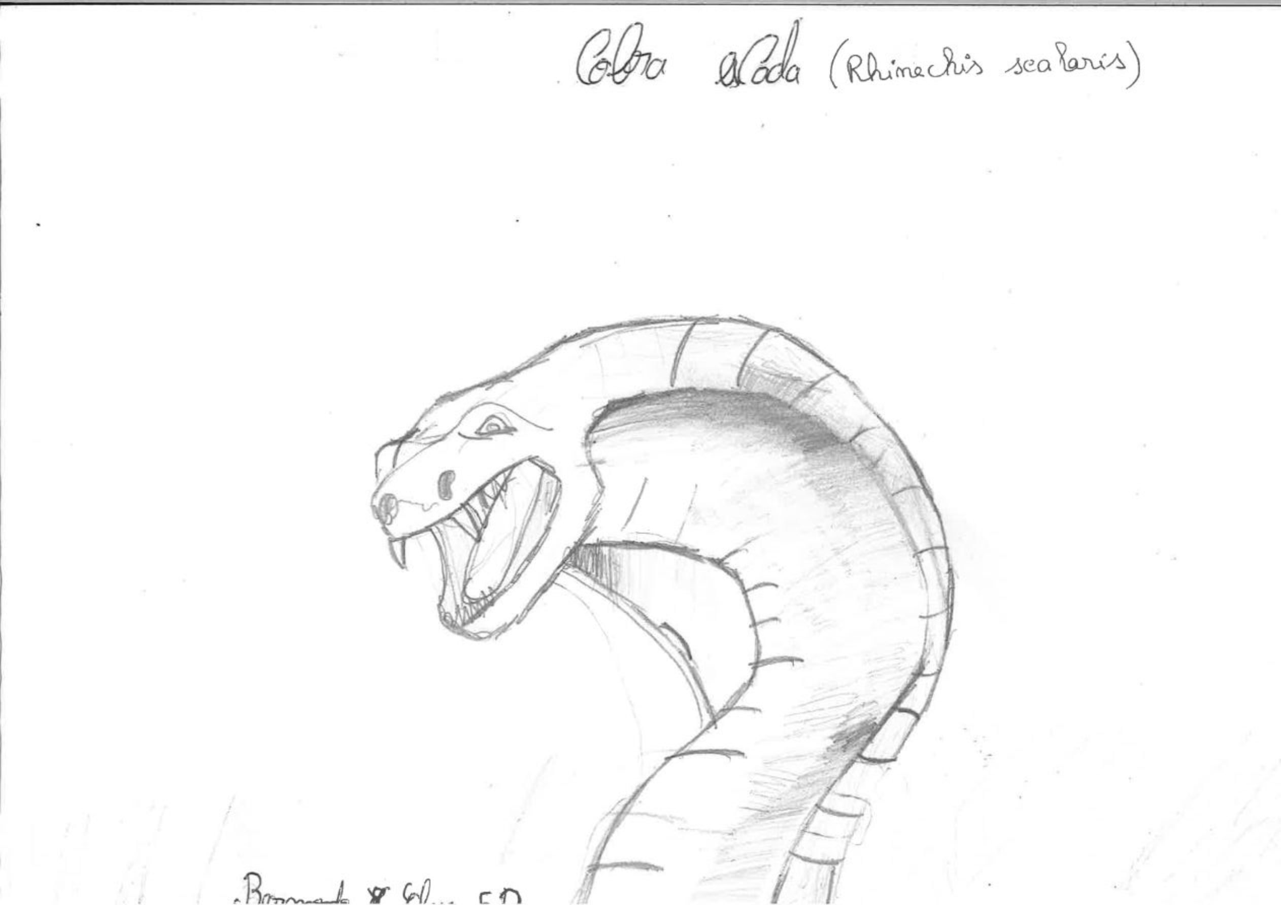 Trabalhos do #desafio14 sobre Dia Mundial da Vida Selvagem já se encontram disponíveis 6 Bernardo EBACO 5D rotated