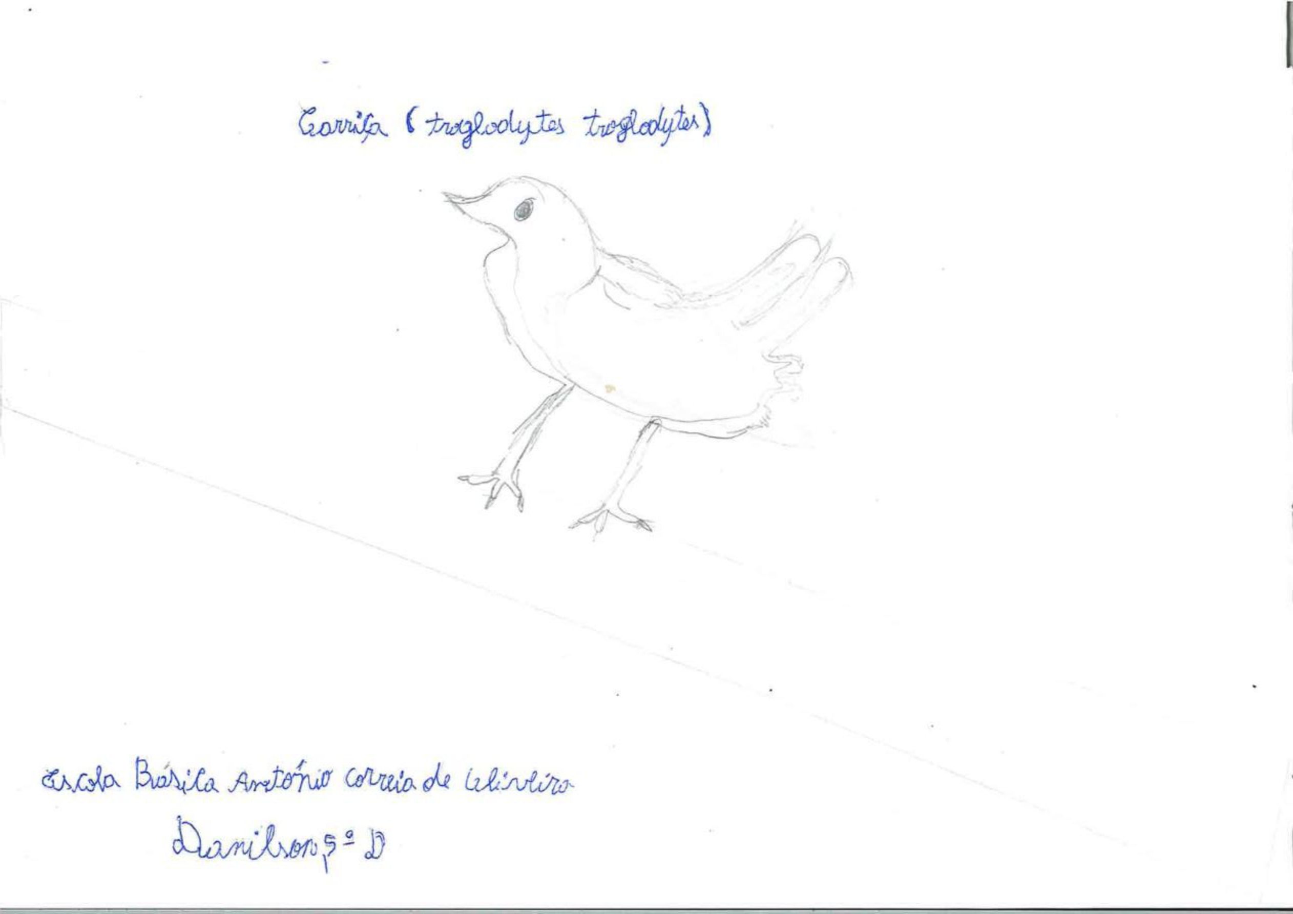 Trabalhos do #desafio14 sobre Dia Mundial da Vida Selvagem já se encontram disponíveis 7 Danilson EBACO 5D rotated