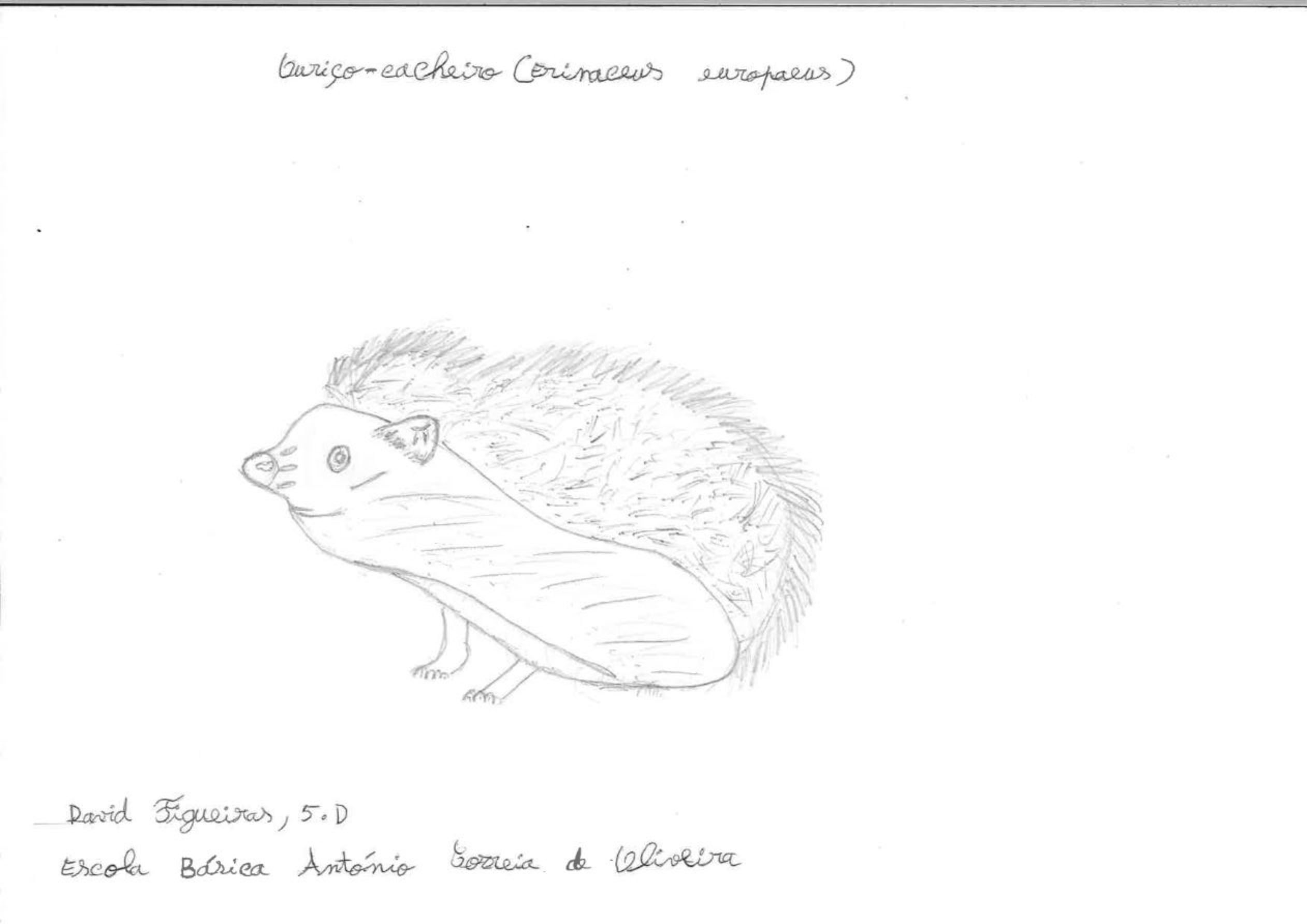 Trabalhos do #desafio14 sobre Dia Mundial da Vida Selvagem já se encontram disponíveis 8 Davide Figueiras EBACO 5D rotated