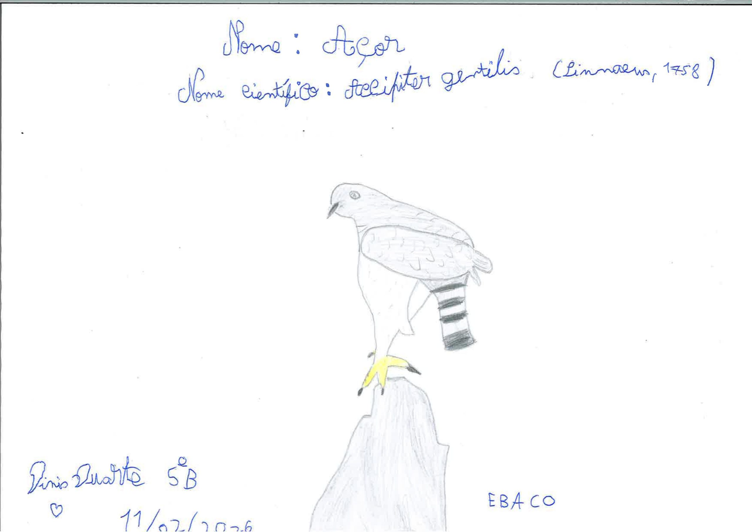 Trabalhos do #desafio14 sobre Dia Mundial da Vida Selvagem já se encontram disponíveis 5 Dinis Duarte EBACO 5B scaled