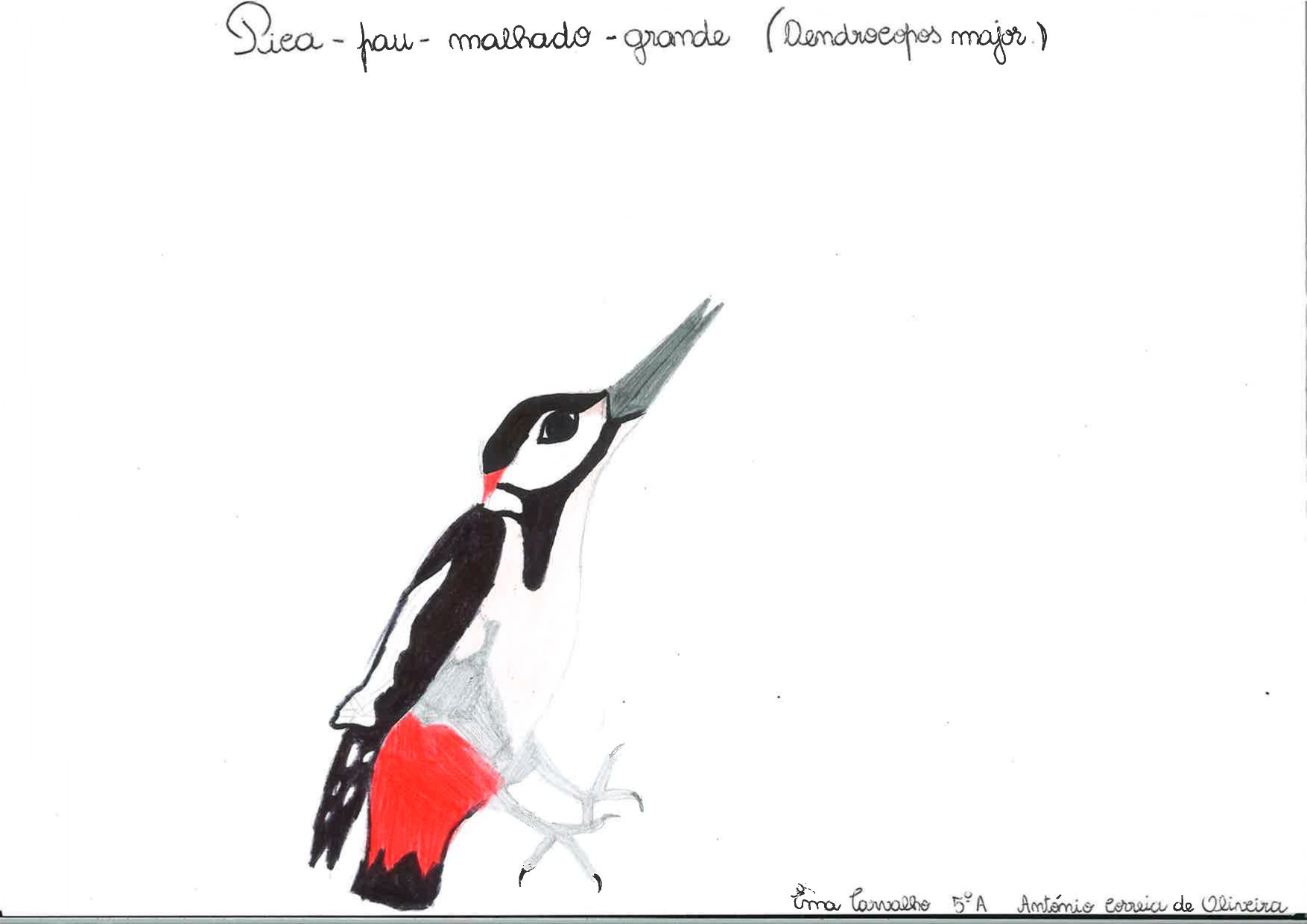 Trabalhos do #desafio14 sobre Dia Mundial da Vida Selvagem já se encontram disponíveis 10 Ema Carvalho EBACO 5A rotated