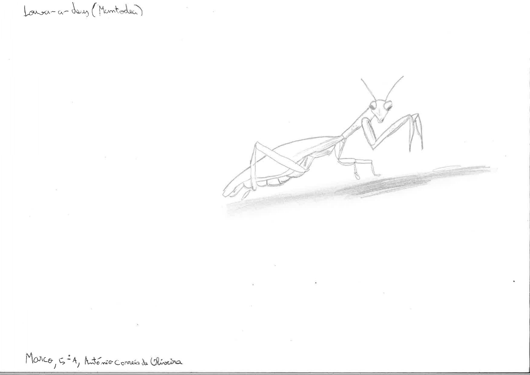 Trabalhos do #desafio14 sobre Dia Mundial da Vida Selvagem já se encontram disponíveis 16 Marco EBACO 5A rotated