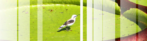 Conferência “Biodiversidade e Sustentabilidade Humana” 3 bannerBiodiversidade