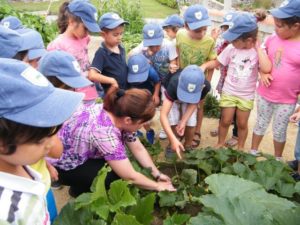 Hortas pedag e a desc plantas aromaticas 2 1