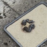 CIG IMG0482