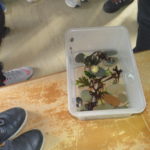 Oficinas Experimentais “Alapa-te aqui” realizadas na Escola Básica de Forjães 5 IMG 2870