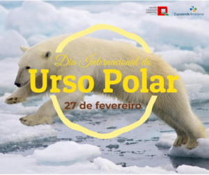 dia_inter_urso_polar dia inter urso polar