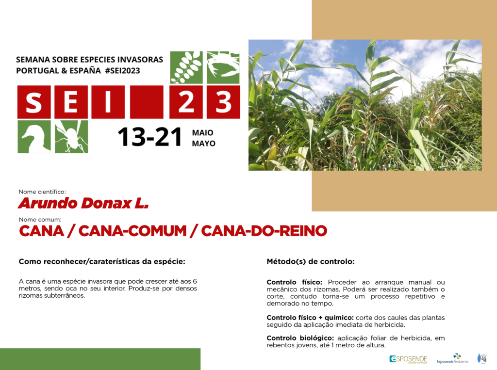 Semana Ibérica de Combate à Invasoras | Hoje destacamos a… CANA-COMUM 1 especie 3