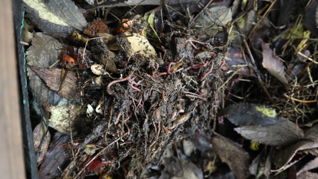 Realizou-se no CEA Workshop <em>Hoje é dia de: Vermicompostagem</em> 3 IMG 0137