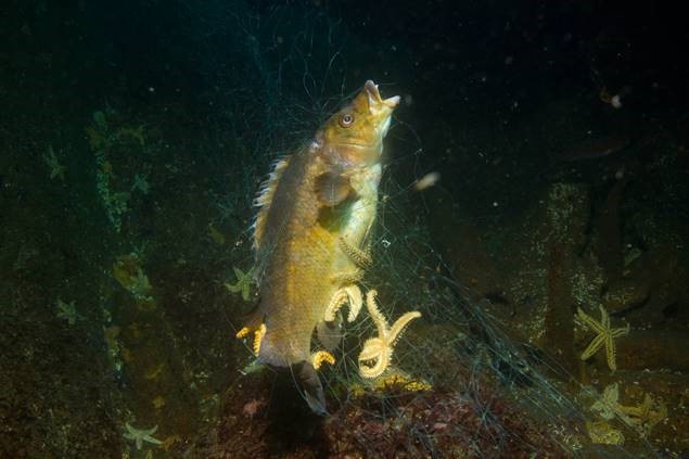 Estudo sobre artes de pesca abandonadas apresentado no Dia Nacional de Mar 3 dianacionaldomar estudo
