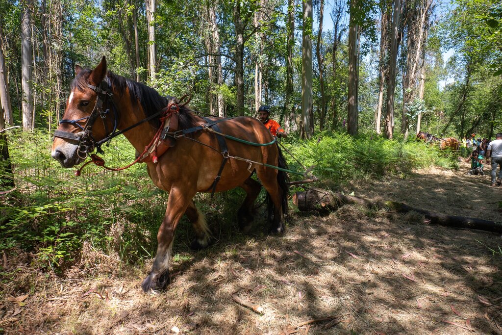 acao tracao animal 3 1 1024 2500
